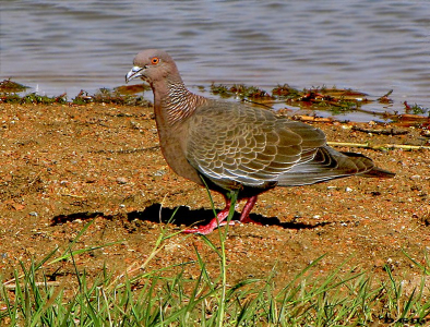 PALOMA DE MONTE (Patagioenas picazuro) - Laguna Del Diario-MALDONADO (Enero 2009)